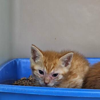 Hawke -  Domestic Short Hair Cat for Adoption in Ridgely, Maryland - Hawke | PetCurious