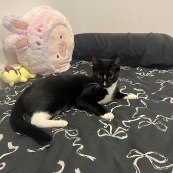 Thumper -  Domestic Short Hair Cat for Adoption - Thumper | PetCurious