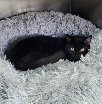 Rescue Domestic Short Hair Cats for Adoption in Port Jervis, New York - Baby Boo | PetCurious