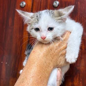 Boy kitten #4 -  American Shorthair Cat Available for Adoption - Boy Kitten #4 | PetCurious