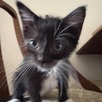 Romeo -  Domestic Short Hair Cat for Adoption in Los Angeles, California - Romeo | PetCurious