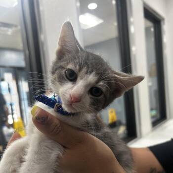 Roberto -  Domestic Short Hair Cat for Adoption in Newark, New Jersey - Roberto | PetCurious