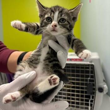 Demi -  Domestic Short Hair Cat for Adoption in Mooresville, North Carolina - Demi | PetCurious