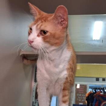 Oktober -  Domestic Short Hair Cat for Adoption in Galveston, Texas - Oktober | PetCurious