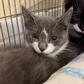 Oly -  Domestic Short Hair Cat for Adoption in Hampton Bays, New York - Oly | PetCurious