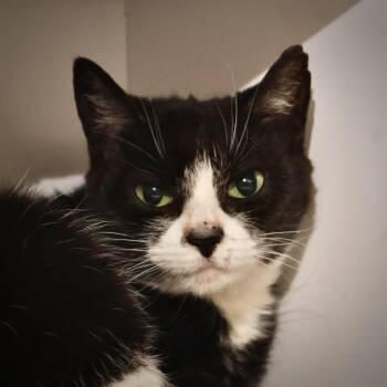 Rescue Domestic Short Hair Cats for Adoption in Briarcliff Manor, New York - Tallulah | PetCurious
