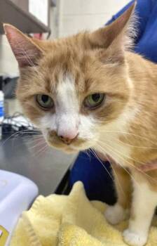 TJ -  Domestic Short Hair Cat for Adoption in Fishers, Indiana - TJ | PetCurious