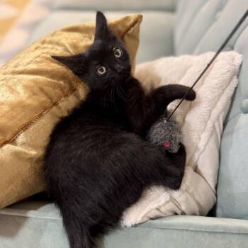 Inky -  Domestic Short Hair Cat for Adoption in Fairfax Station, Virginia - Inky | PetCurious