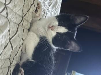 Rescue Domestic Short Hair Cats for Adoption in Everettville, West Virginia - Salem | PetCurious