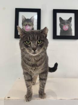 Rescue Domestic Short Hair Cats for Adoption in Chicago, Illinois - Pudding | PetCurious