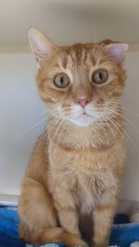 Rescue Domestic Short Hair Cats for Adoption in West Jefferson, Ohio - Cooper | PetCurious