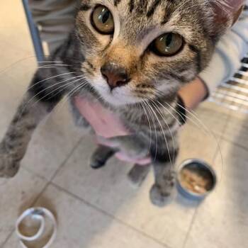 Gertrude -  Domestic Short Hair Cat for Adoption in Ashtabula, Ohio - Gertrude | PetCurious