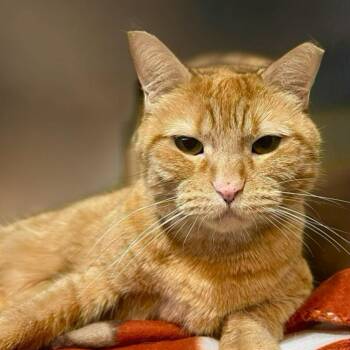 Domestic Short Hair Cats Available for Adoption - Toffee | PetCurious