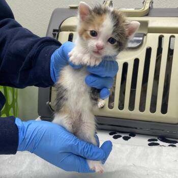 Bobby -  Domestic Short Hair Cat for Adoption in Harrisonburg, Virginia - Bobby | PetCurious
