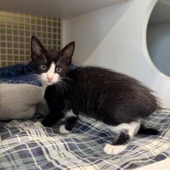 Jasmine -  Domestic Short Hair Cat for Adoption in Honolulu, Hawaii - Jasmine | PetCurious