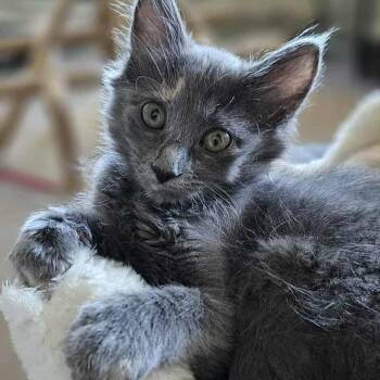 Rescue Domestic Long Hair Cats for Adoption in Warr Acres, Oklahoma - Ashley | PetCurious