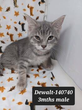 Domestic Short Hair and Tabby Cats Available for Adoption in New York, New York - Dewalt  | PetCurious