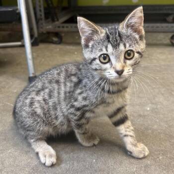Wilma -  Domestic Short Hair Cat for Adoption in Waynesburg, Pennsylvania - Wilma | PetCurious