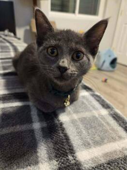 Domestic Short Hair Cats Available for Adoption - Chulip | PetCurious