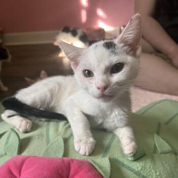 Panda -  Domestic Short Hair Cat Available for Adoption in Philadelphia, Pennsylvania - Panda | PetCurious