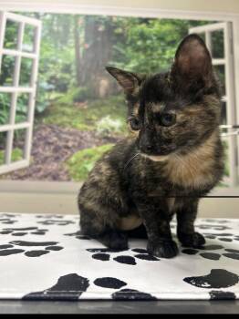 Maggie -  Domestic Short Hair Cat for Adoption in Lancaster, Pennsylvania - Maggie | PetCurious