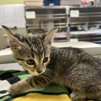 Domestic Short Hair Cats Available for Adoption in Kyle, Texas - EMU | PetCurious