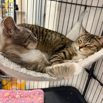 Domestic Short Hair Cats Available for Adoption - Rosie | PetCurious