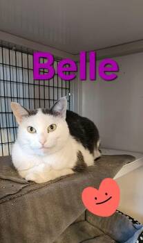 Rescue Domestic Short Hair Cats for Adoption - Belle | PetCurious