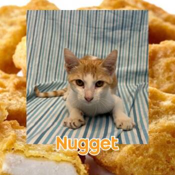 Nugget -  Domestic Short Hair Cat for Adoption in Royse City, Texas - Nugget | PetCurious