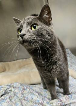 Sterling -  Domestic Short Hair Cat for Adoption in Orange, Virginia - Sterling | PetCurious