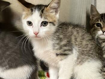 Domestic Short Hair Cats Available for Adoption in Tustin, California - MONTY | PetCurious