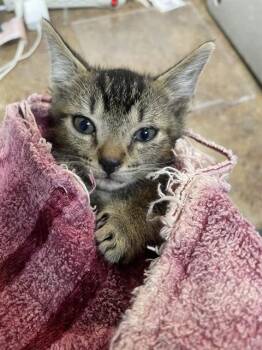 ERNIE -  Domestic Short Hair Cat for Adoption in Tallahassee, Florida - ERNIE | PetCurious