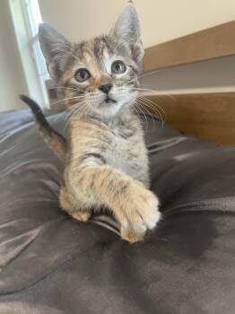 Rescue Domestic Short Hair Cats for Adoption in Bryan, Texas - Baja Blast | PetCurious