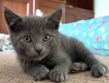 Alastair -  Domestic Short Hair Cat for Adoption in Quakertown, Pennsylvania - Alastair | PetCurious