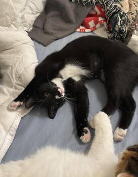 Rescue Domestic Short Hair Cats for Adoption in Nashville, Tennessee - Moose | PetCurious