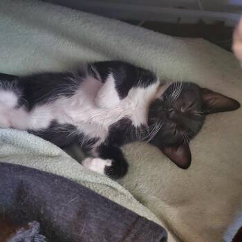 Phyllis Diller -  Domestic Short Hair Cat for Adoption in Richmond, Virginia - Phyllis Diller | PetCurious