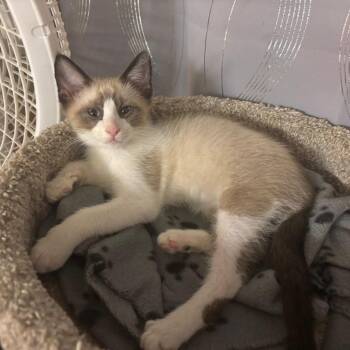 Domestic Short Hair and Siamese Cats Available for Adoption in Port Richey, Florida - Ghidorah | PetCurious