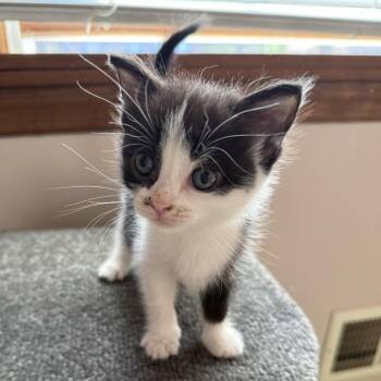 Bad Bunny -  Domestic Short Hair Cat for Adoption in Pittsburgh, Pennsylvania - Bad Bunny | PetCurious