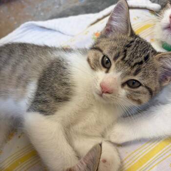 Domestic Short Hair Cats Available for Adoption in Pekin, Illinois - Nova | PetCurious