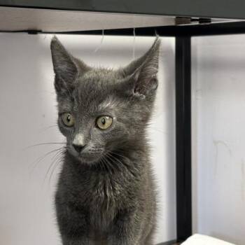 Stephanie Brown -  Domestic Short Hair Cat for Adoption in Davenport, Iowa - Stephanie Brown | PetCurious
