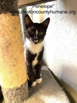 Rescue Tuxedo and Domestic Short Hair Cats for Adoption in Locust Grove, Georgia - Penelope - CCHS | PetCurious