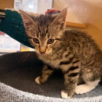 Domestic Short Hair Cats Available for Adoption in Kyle, Texas - SPRINGTAIL | PetCurious