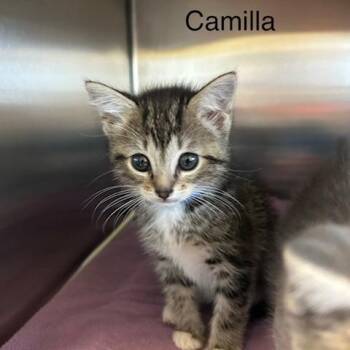 Camilla -  Domestic Medium Hair Cat for Adoption in Knoxville, Tennessee - Camilla | PetCurious
