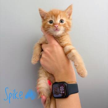 Spike -  Domestic Short Hair Cat for Adoption in Bethel, Ohio - Spike | PetCurious