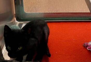 Reeses A218988 -  Domestic Short Hair Cat for Adoption in Plano, Texas - Reeses A218988 | PetCurious