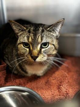 Domestic Short Hair Cats Available for Adoption in Lima, Ohio - Cosette | PetCurious