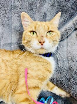 Domestic Short Hair Cats Available for Adoption in Alexandria, Minnesota - Maren | PetCurious