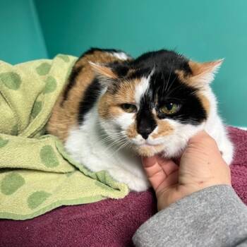 Rescue Domestic Short Hair Cats for Adoption in Owosso, Michigan - Ms Whiskers | PetCurious