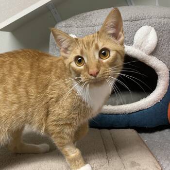 Rescue Domestic Short Hair Cats for Adoption in Fletcher, North Carolina - Winnie | PetCurious