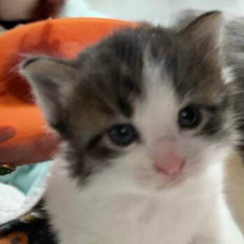 Domestic Short Hair Cats Available for Adoption in Skokie, Illinois - Marie (k2026) | PetCurious